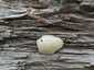 Hamis pöfeteg (Reticularia lycoperdon), Duna-part